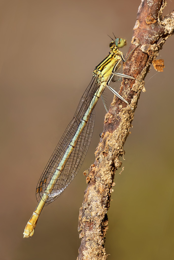 Platycnemis pennipes